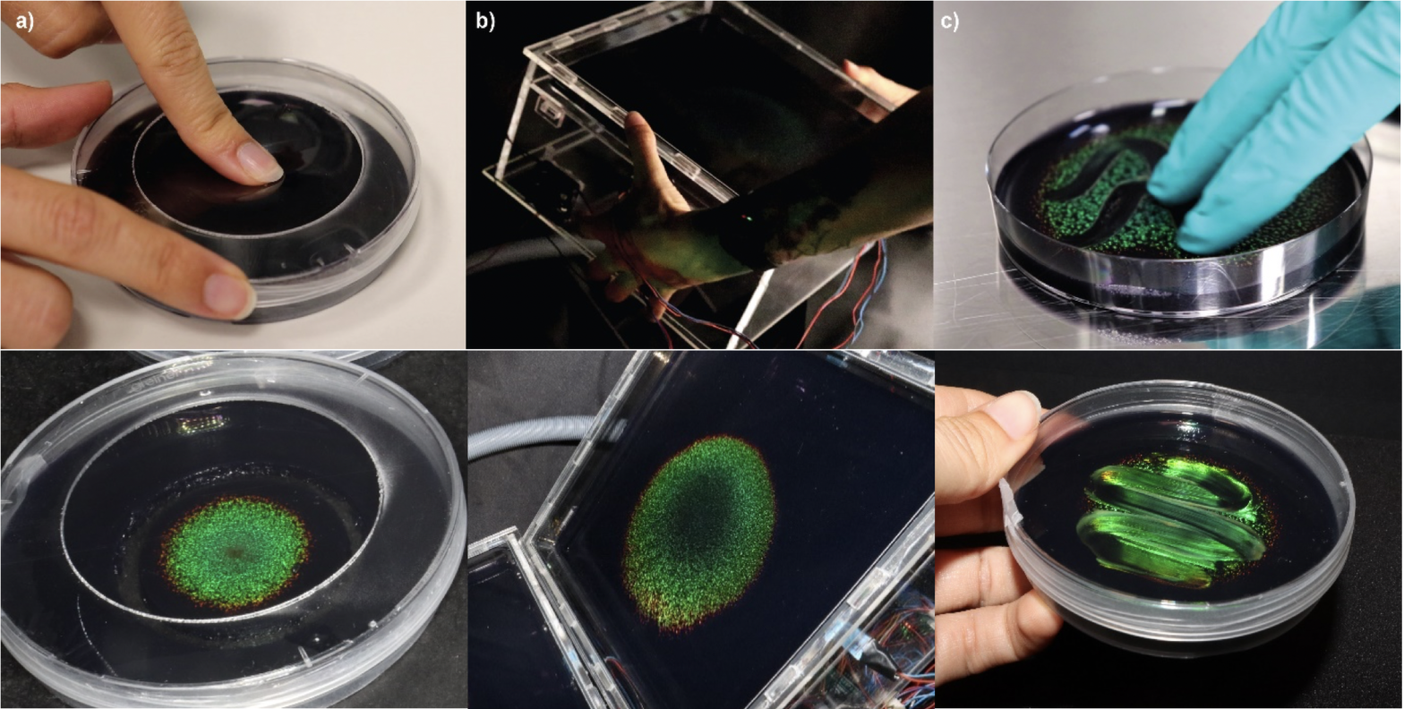 There are hands that are touching or pressing on flavobacteria. There are visual responses to human inputs of pressing, tilting and swiping. The colors change with circular green patterns emerging.